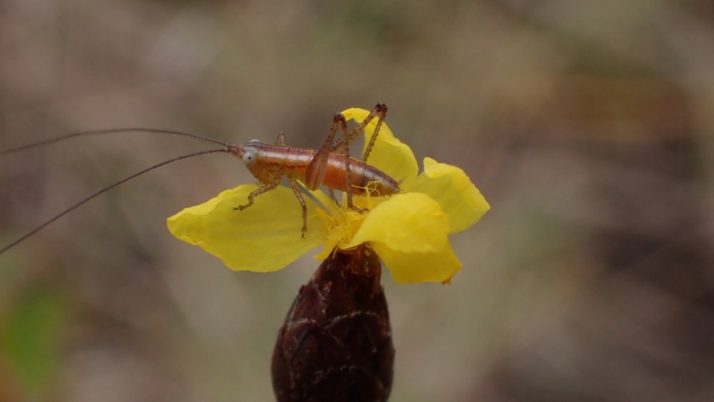 Yellow-eyed grasses may have more insect visitors than previously thought psu.ag/3PZVamq