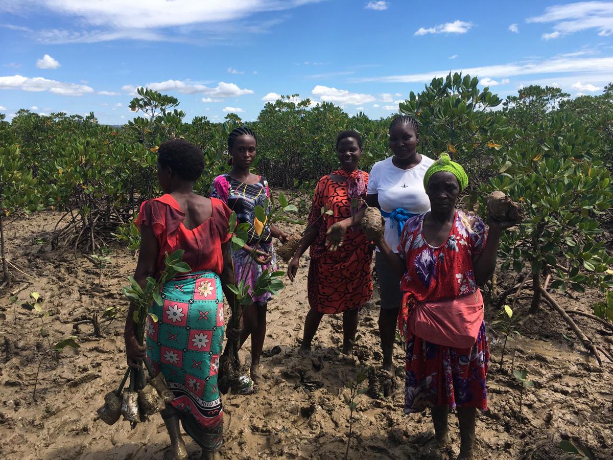 We were invited for the Launch of Mangrove planting organised by C-Plan International. They are targeting 200k trees in the next two years and so far we have planted 5000 today. @AkiliDada @Cwid4Cwid @sisisotefoundat @CPlan