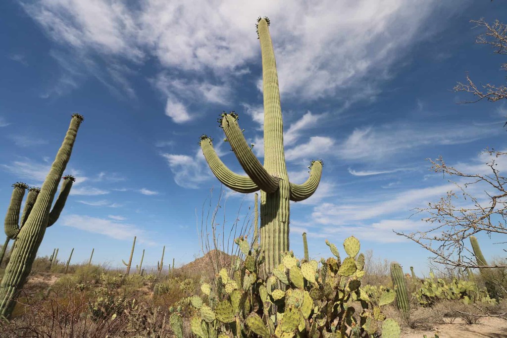 Tucson is famous for its desert landscape, Saguaro cacti, adobe architecture and top-notch Mexican food... Read more 👉 bit.ly/3tc3Nj6 #Tucson #Arizona #travel #traveltips