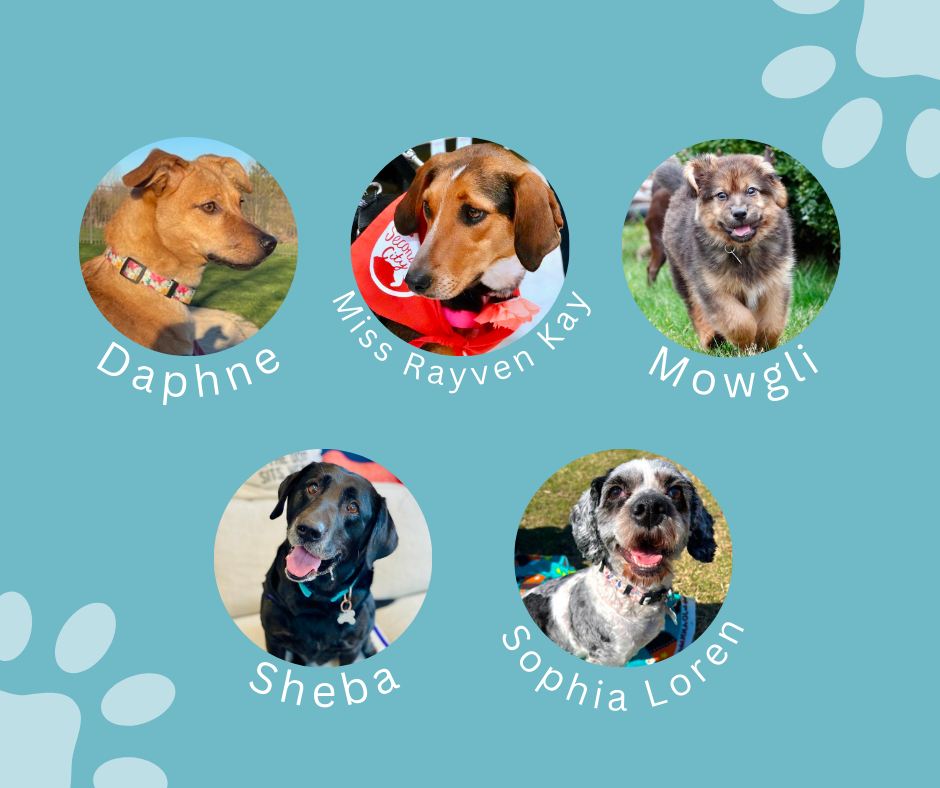Hey #Chicago! .@SecondCityK9 #dogs #Adoption #event 

#host .@PetSmart Schaumburg 

Sat 4/13, 10 AM – 1 PM

#AdoptDontShop #AdoptAShelterPet #adoptaseniorpet #AdoptAShelterDog #pets 

sccrescue.org/event/adoption…

facebook.com/PetSmartSchaum…

Meet Ahsoka & Friends!
facebook.com/SecondCityCani…