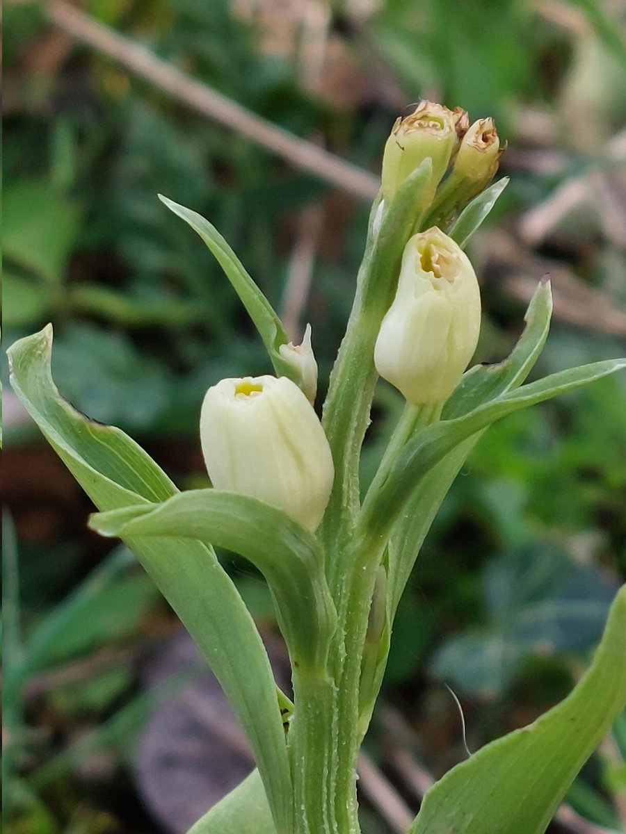 April 12th, 2024. Oxfordshir. Cephalanthera damasonium, White Helleborines, starting to flower. I know I shouldn't be surprised, but still wasn't expecting to find them just yet. @BSBIbotany @ChilternsNL @HardyOrchidSoc @ukorchids. @HamzNobes
