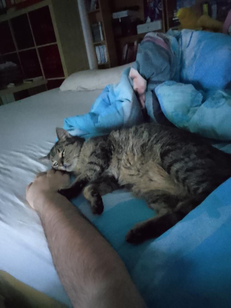 cryarionic's tweet image. Heute, am 12. April 2024, wurde Tina in meinen Armen eingeschläfert.
Sie hat mich über 10 Jahre lang begleitet und ich habe sie sehr geliebt.
Ich vermisse sie jetzt schon, insbesondere, dass ich nie mehr aufwachen werde und sie auf mir vorfinden werde.
Danke für alles Tina ♥️