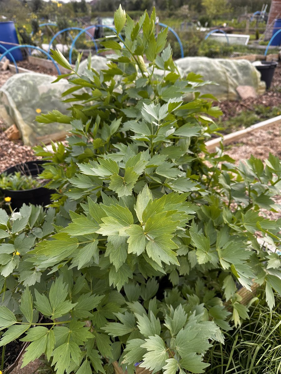 You gotta Lovage or Hate it … Certainly is a rampant beast ! How do people use it ? #food #GardeningTwitter #Allotment