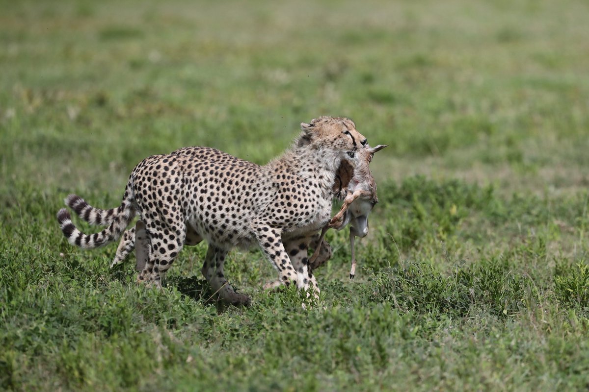 Serengeti Cheetah (@serengeticheeta) on Twitter photo Separated from her embrace, but never from her teachings. Glenkinchie's cubs who are now independent from their mum blaze their own trail, united by the lessons of the savannah. <a href="/SarahMDurant/">Prof Sarah Durant</a> <a href="/hmk_oneill/">Dr Helen O'Neill</a> <a href="/AnneWHilborn/">Anne Hilborn</a> <a href="/CCIAfrica/">Africa Range Wide Cheetah Conservation Initiative</a> <a href="/MunisiKelvin/">kelvin munisi</a> <a href="/denzminja271/">Dennis</a> <a href="/OfficialZSL/">ZSL</a> Separated from her embrace, but never from her teachings. Glenkinchie's cubs who are now independent from their mum blaze their own trail, united by the lessons of the savannah. <a href="/SarahMDurant/">Prof Sarah Durant</a> <a href="/hmk_oneill/">Dr Helen O'Neill</a> <a href="/AnneWHilborn/">Anne Hilborn</a> <a href="/CCIAfrica/">Africa Range Wide Cheetah Conservation Initiative</a> <a href="/MunisiKelvin/">kelvin munisi</a> <a href="/denzminja271/">Dennis</a> <a href="/OfficialZSL/">ZSL</a>