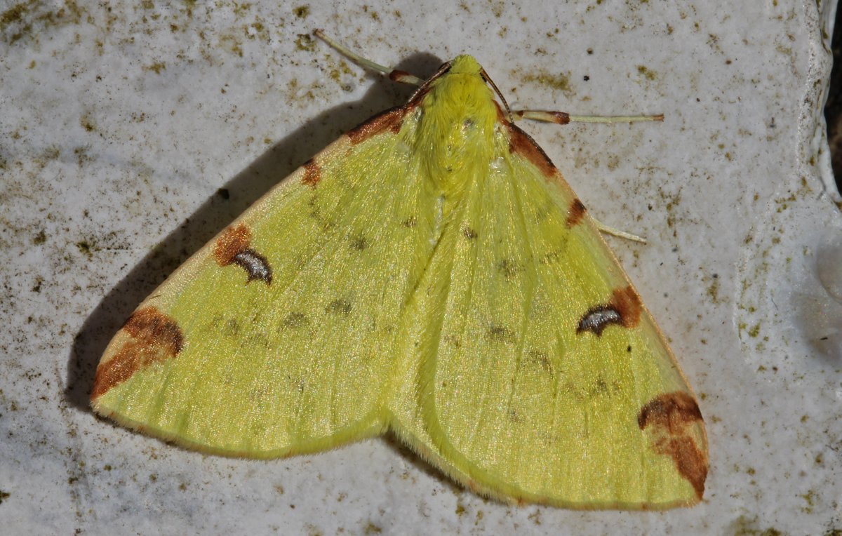 Moths quiet. Two Dark Swordgrass only recent migrants on Monday 8th. Nut-tree Tussock & Swallow Prominent new for year on Wednesday 10th. Brimstone Moth new for year last night. Year-list 38 species. Settled & dry tonight so car loaded & in the field. 50 up in the morning? 🤞