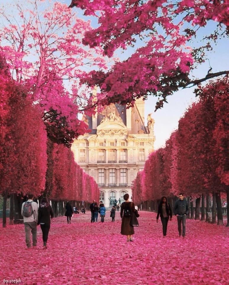 Así se vive la primavera en el Jardín de las Tullerías en París, Francia 🌺🏵️🇫🇷