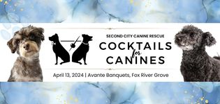 Hey #Chicago! .@SecondCityK9 Cocktails for Canines Gala #fundraiser #party 

Sat 4/13, 5:30 – 11 PM

#AdoptDontShop #AdoptDontBuy #AdoptAShelterPet #adoptaseniorpet #AdoptAShelterDog #pets 

#DrinkForGood #raffle #prizes #Auction 

sccrescue.org/event/cocktail…

facebook.com/events/1324540…