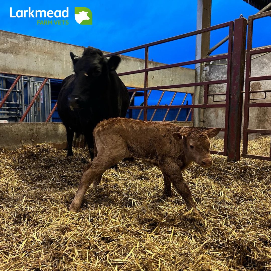 Busy, sunny afternoon (made a change!) for Vet Adelle to help this calf, who was too big for the cow's pelvis, into the world via C-section.