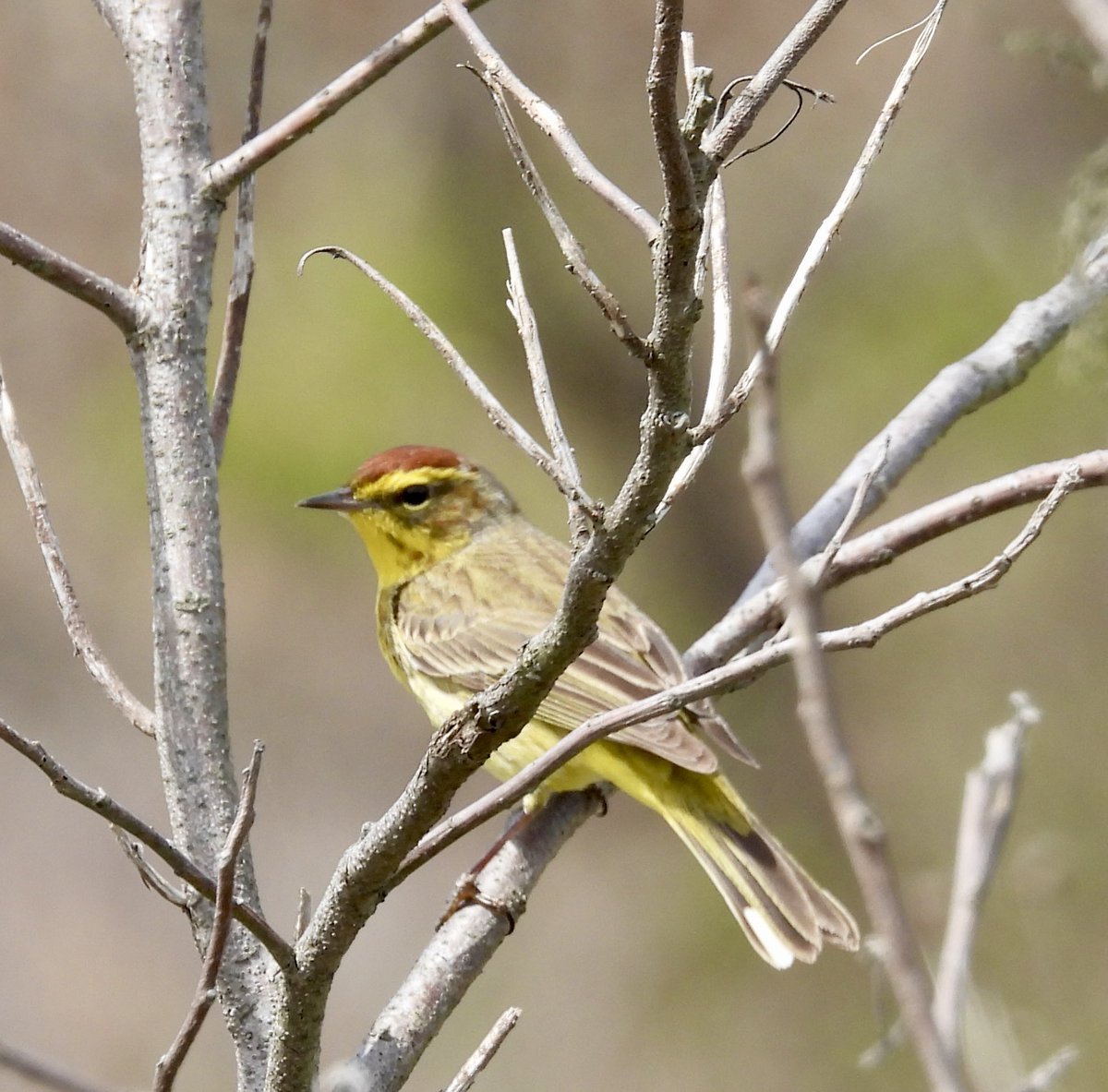 @wiscobirder Palm warbler at Jones Beach LI