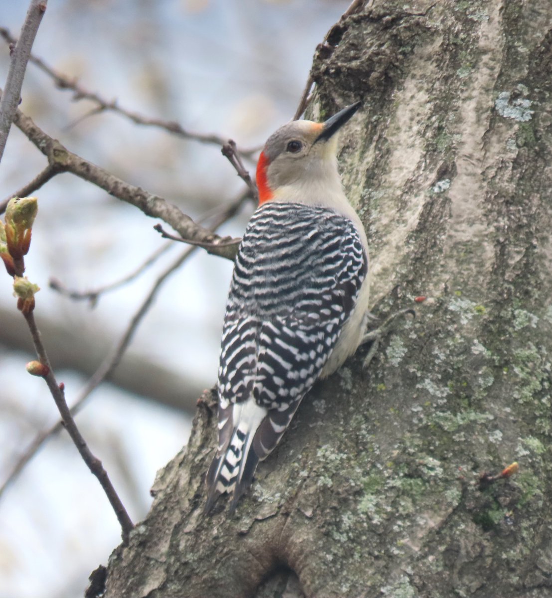 The female red-bellied woodpecker was near The Cloisters (Fort Tryon Park). @BirdCentralPark #birdcpp