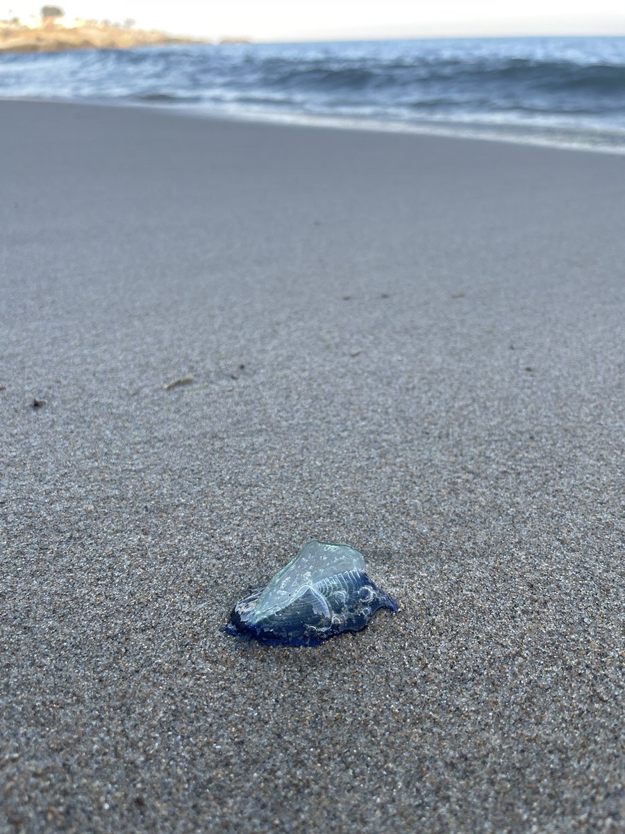 always a bit sad to see these beauties washed up on the beach. each individual by-the-wind sailor (Velella velella) is a hydroid colony, not a true jellyfish. they spend their lives following where the currents and the wind take them - the epitome of going with the flow ✨