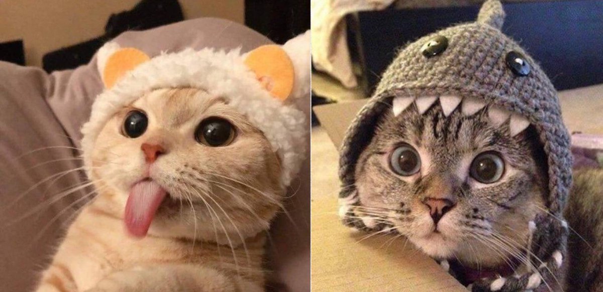 LUIS’s market cap: $7,372,738 SC’s market cap: $87,836,452 The difference: 12.5x Both are cats. Both are cutes. But $LUIS community is way more louder and the upside potential is way more bigger. 𝕏 @TongueCatLuis2