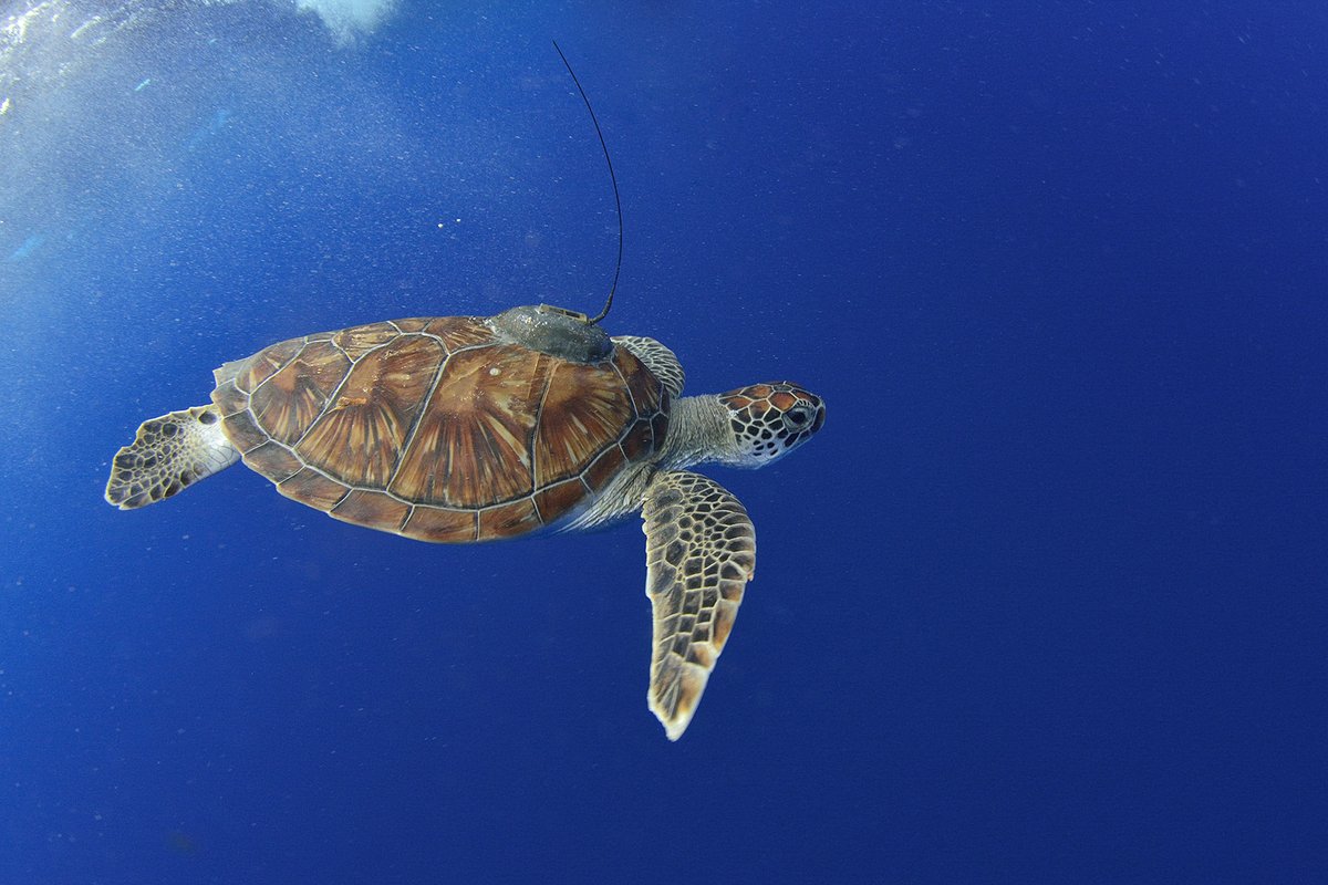 .@NOAA's NESDIS is leading the charge in advancing the New #BlueEconomy, harnessing satellite data to unlock the full potential of our oceans, coasts, and Great Lakes. From monitoring harmful algal blooms to mapping seagrass meadows and tracking wildlife, NESDIS is working to…