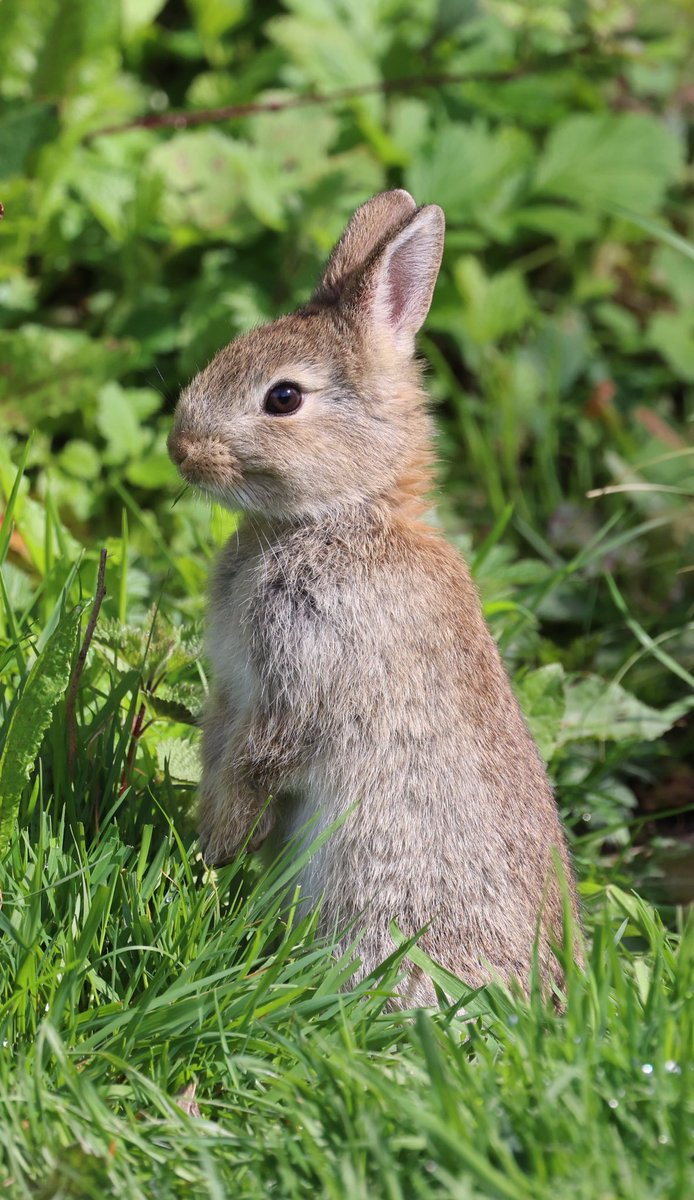 Easily the cutest thing I saw today, baby Rabbit 🐰 #rabbit #rabbits #cuteanimals #bunny #TwitterNatureCommunity #Wildlife