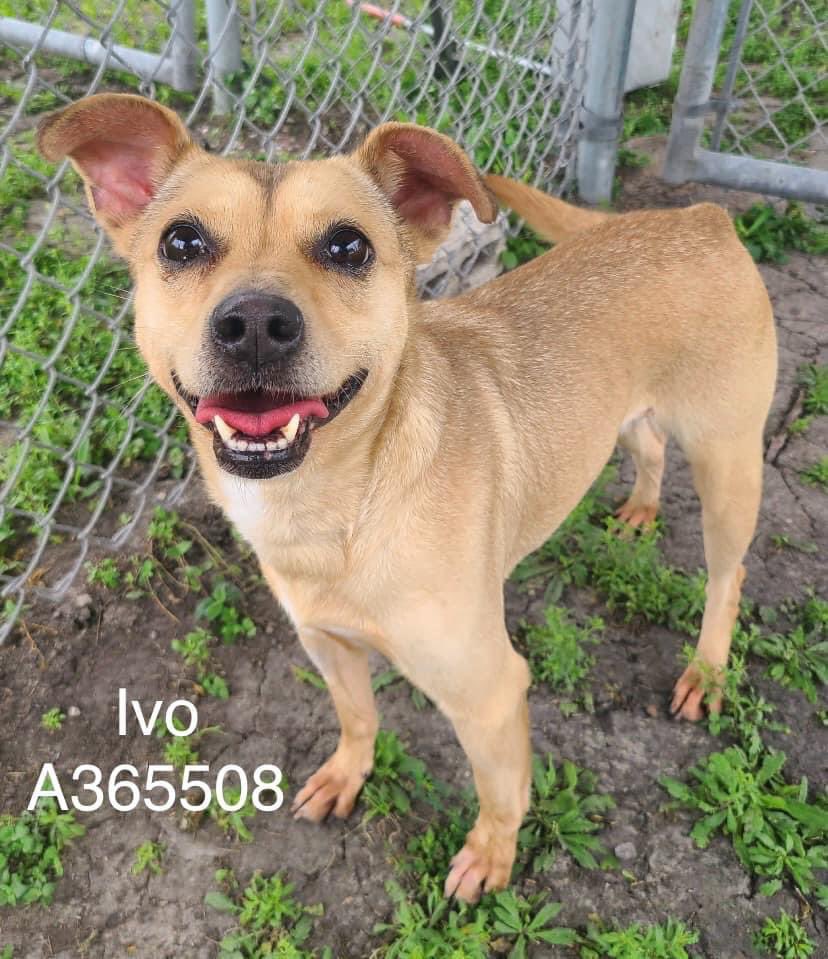 IVO #A365508 a very pretty 2 y lady with the face of a little Bambi but very fearful , shy and anxious on the noisy shelter she is more friendly with people in all she needs her own family to care and treat her well . She is at #Corpus Christi TX #Foster #Pledge #Adopt . 🙏🏻🙏🏻