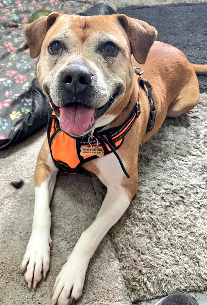 Is it a bird? 🐦 Is it a plane? ✈️ No it's Super Nova! 😍 Did you see what I did there!? 😅 Our newest Senior at our Worcester kennels, an absolutely delightful girl. Currently under assessment but will soon be looking for her pawfect furever home 🏡 seniorstaffyclub.co.uk