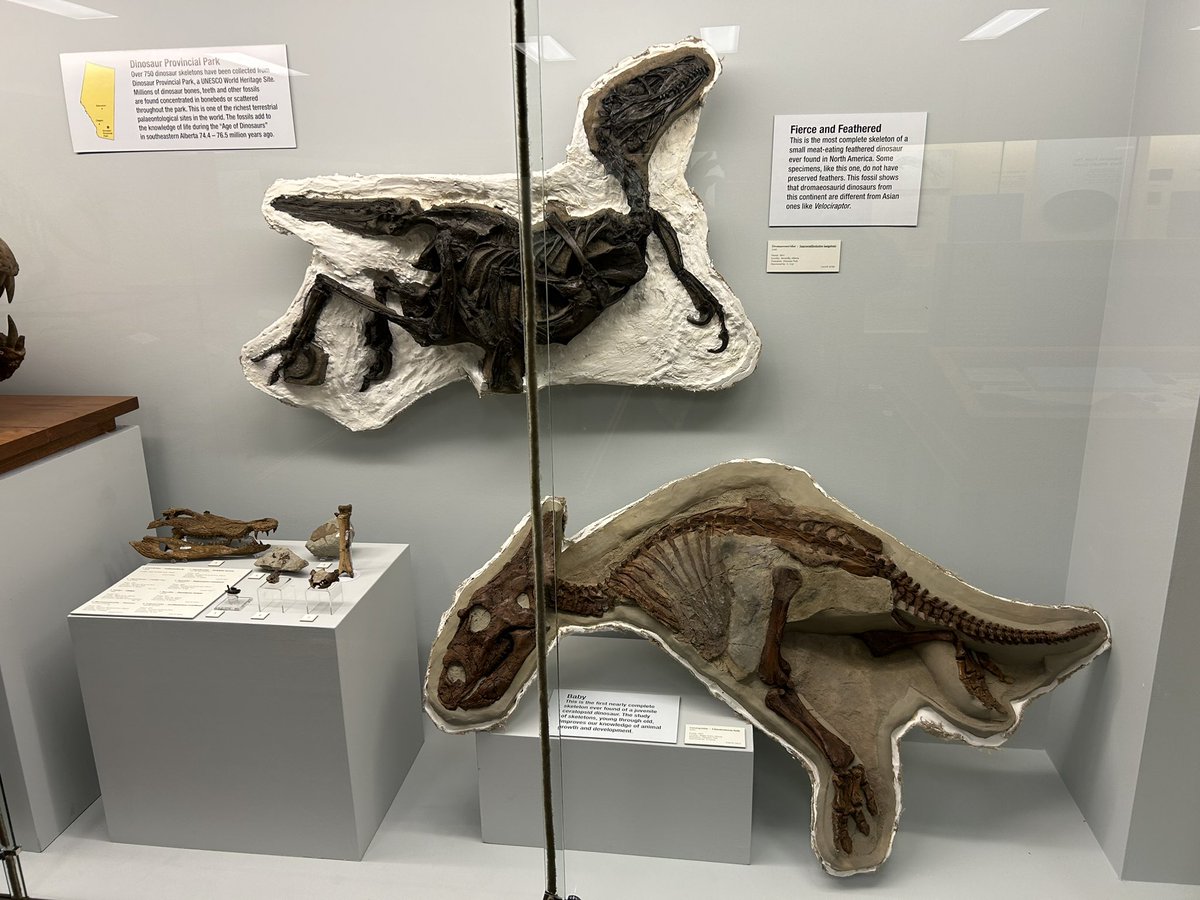 Happy #FossilFriday! Our new exhibit at the University of Alberta paleontology museum features a baby Chasmosaurus and Saurornitholestes. Thank you to all the staff and graduate students who helped to create this display!