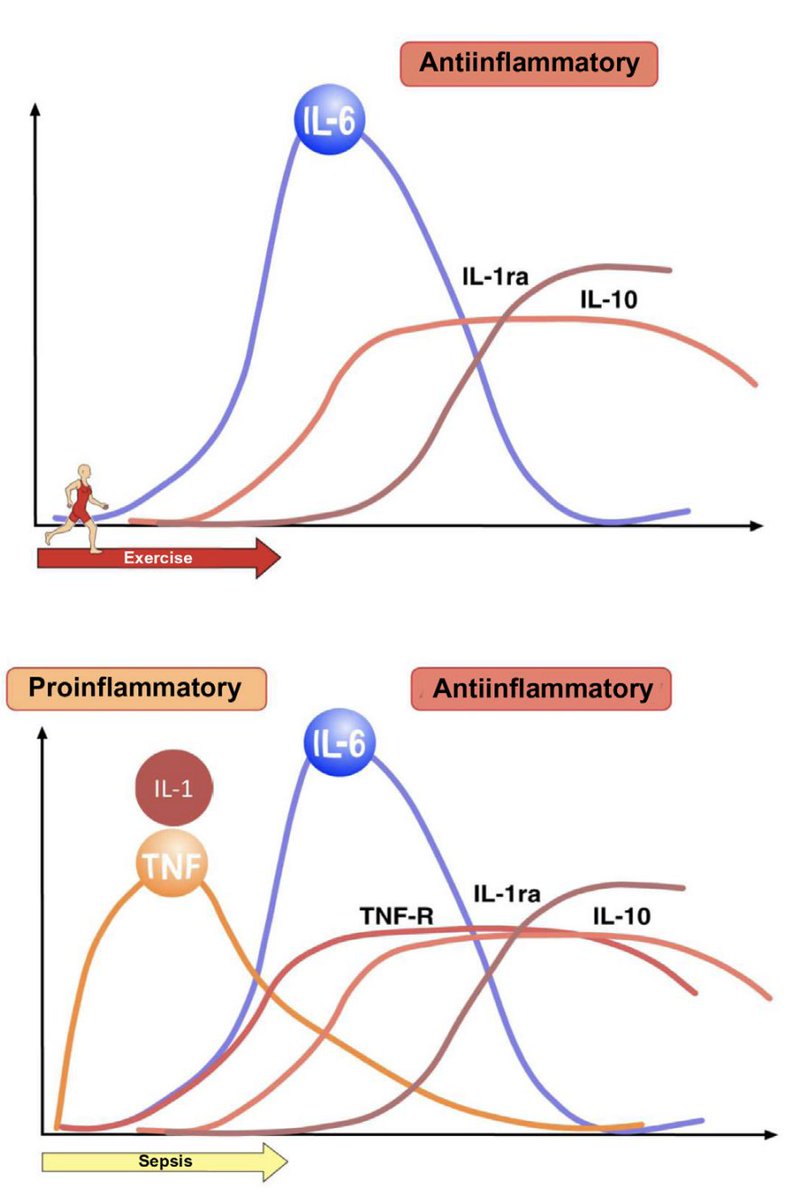 When someone has sepsis, certain inflammatory substances (TNF-α and IL-1β) shoot up quickly and then another one (IL-6) follows. But when you exercise, only the IL-6 substance increases without the other two going up first. Exercise is medicine.