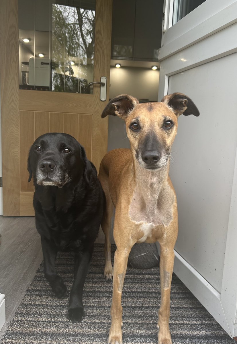 Boys on their way to the first bbq of the season …. Yes, Harvey does look a horse compared to stumpy Oscar😂 but he’s recovering well 🐾💙🐾