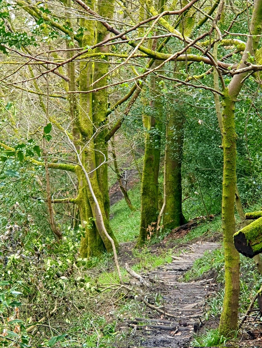 I wonder if brilliant volunteers laid this new 'branch path'... whoever it was, thank you! You saved me slipping and sliding all the way up (it's quite the drop if you slip off!) 🤣