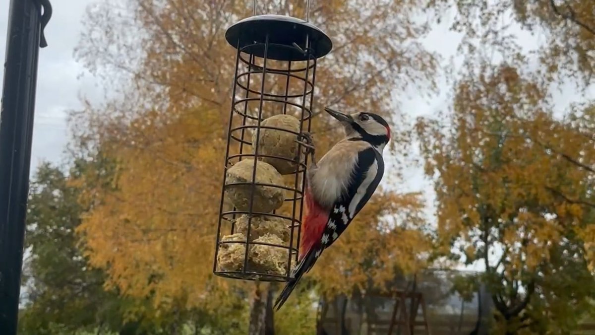 Help feed the birds and bring your garden to life with our new range of Bird Food and Feeders! View the range here: gardentopsoildirect.co.uk/product-catego… #birds #wildlife #garden #suet #birdfood
