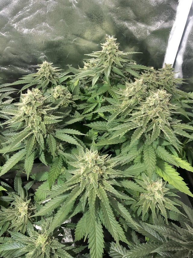 Posted by
u/SuperCub
🌿 #GrowYourOwn #NorthernLightStrain #CanaKush 🌿

I accidentally cross-bred GDP x Northern Lights and named it “Northern Daddy” after my husband. Here it is after six weeks of flowering.