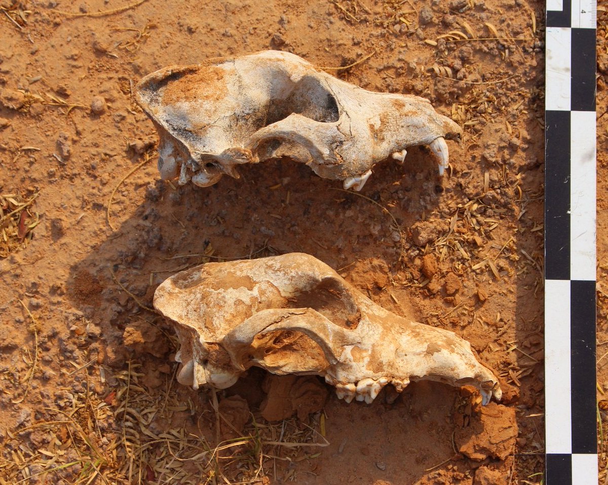It was 48°C then I saw these. 

Aren't they beautiful!

#fieldworkfriday #HumanOrigins #India #Archaeology