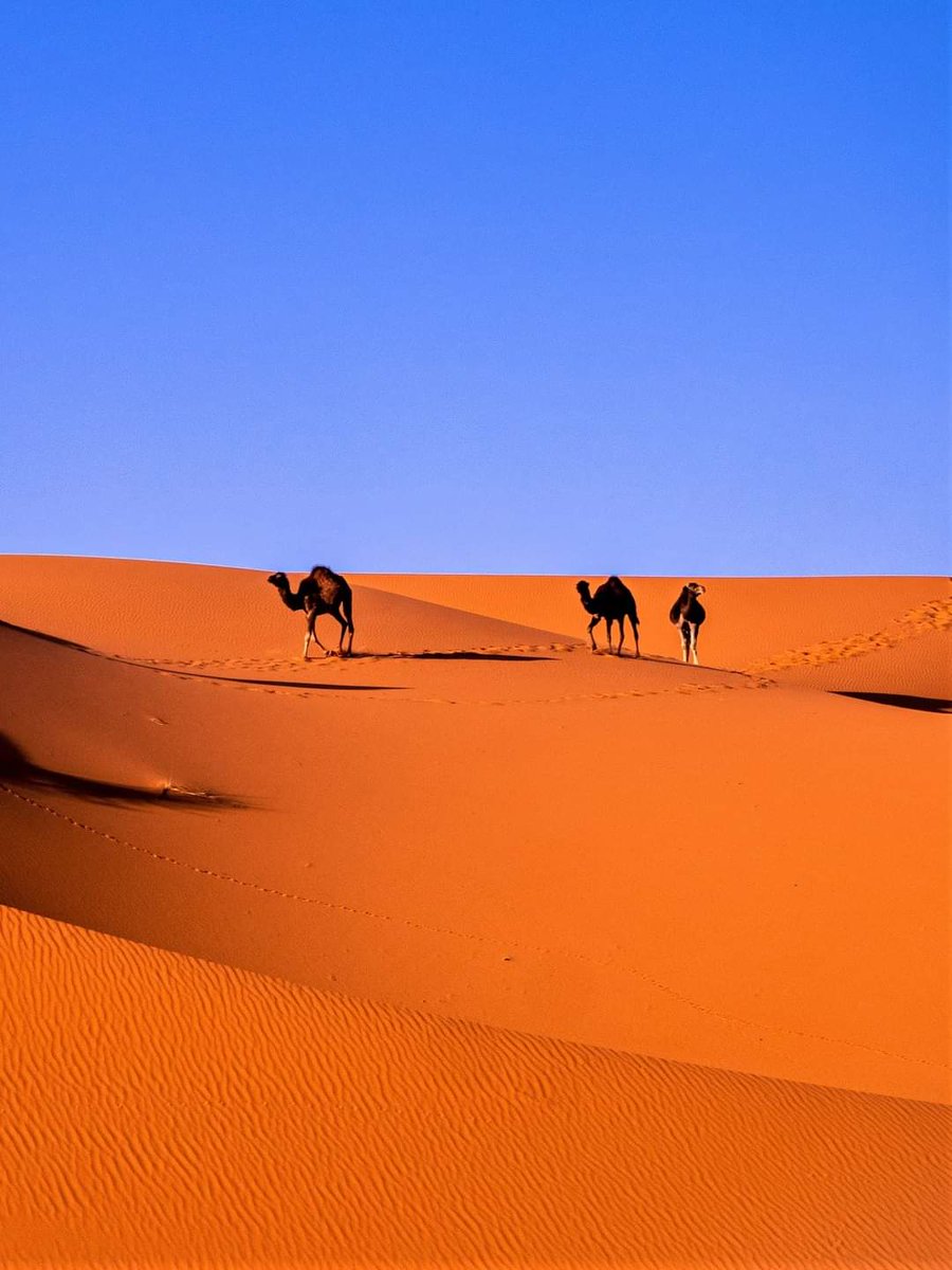 Sahara Desert, #Morocco. #travel #musttravel