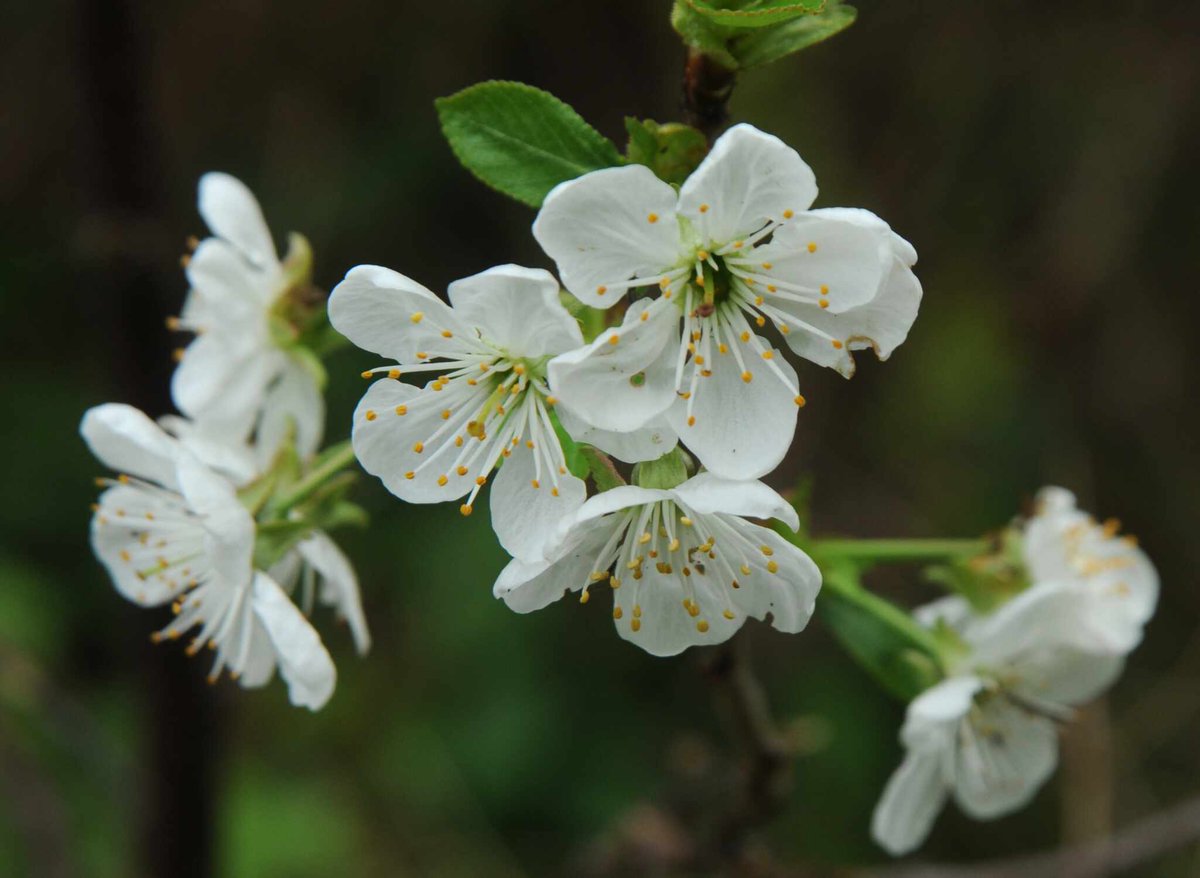 My Sour Cherry (Prunus cerasus) trees are currently in blossom: 'Kentish Red' and 'Montmorency' are red-fruited cultivars (Amarelles) and 'Morello' and 'Albalu' are dark-fruited (Morellos) #blossom #fruit #flowers #garden