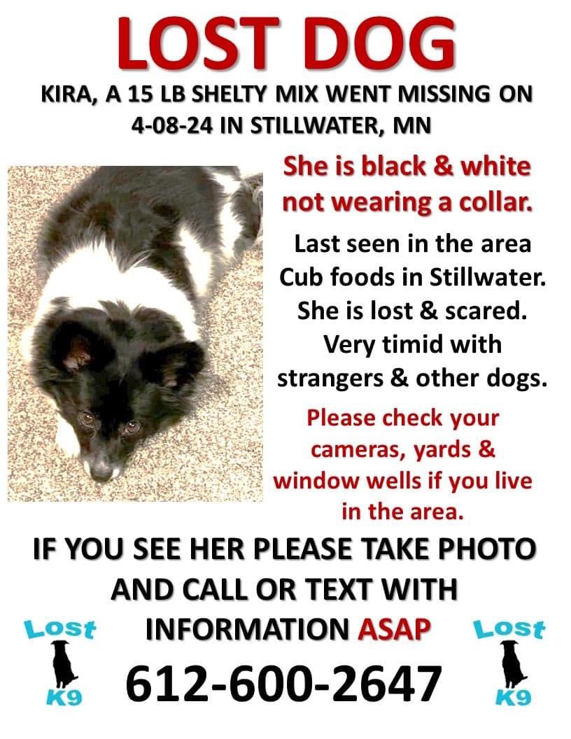 (Not a #MnSheltieRescue dog) #StillwaterMn folks, pl. watch for this senior and 📞 w/ sighting location, date/time, and direction headed. Do not call out to or try to catch. This will scare her out of the area or into traffic. #stillwater #LostDog #LostDogMn #StillwaterMinnesota