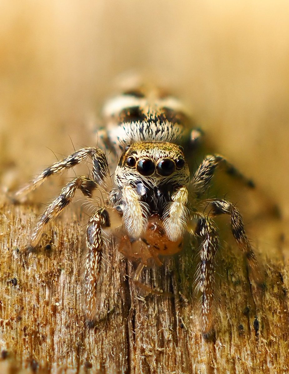 Spent half an hour in the garden watching Zebra Spiders today. So cool! Second attempt at focus stacking on my @OMSYSTEMcameras camera. This macro business is a bit addictive 📷😅