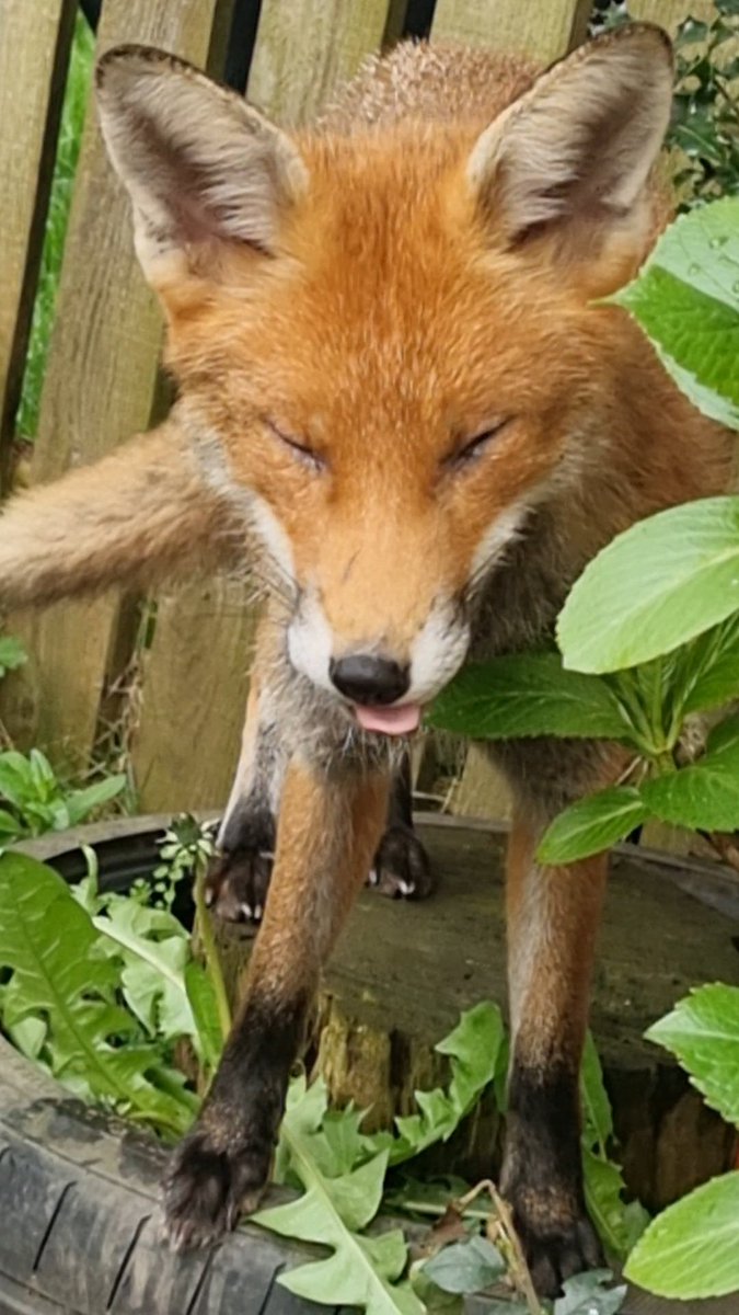#BeMoreDax #FoxoftheDay #hedgewatch Still waiting to see the cubs!