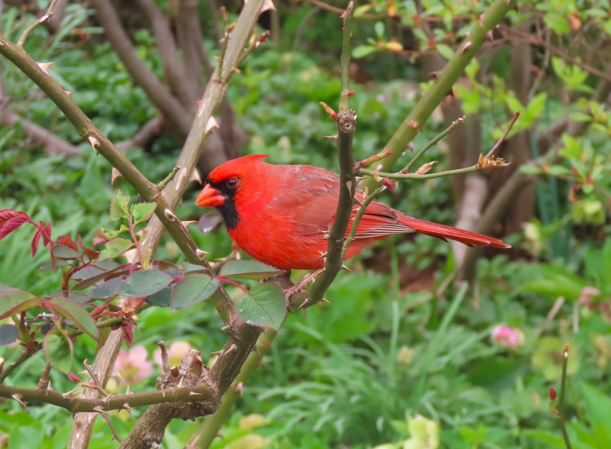 The male northern cardinal was in the Heather Garden (Fort Tryon Park). @BirdCentralPark #birdcpp