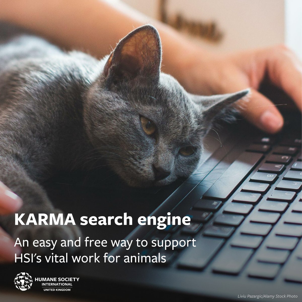 We’re delighted to thank @SearchKarma, a new eco-friendly search engine, for supporting HSI! 💚 Switching your default search engine to KARMA is an easy and free way to support our work. Your internet searches with KARMA can help fund our vital initiatives to create a more