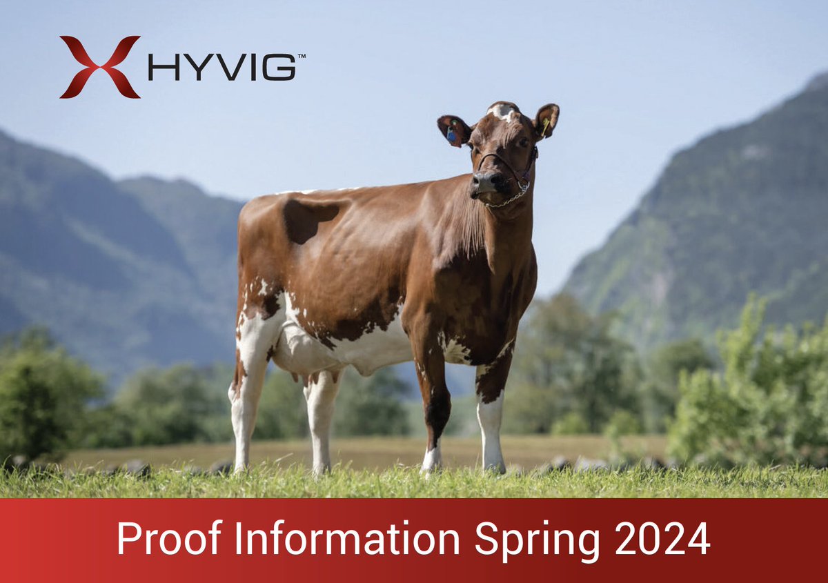Considering crossbreeding? Then look no further 👇 Our Spring HYVIG™️ Brochure 2024 is available now! 📖 🐮 🌐 Download your copy today: eu1.hubs.ly/H08z84W0