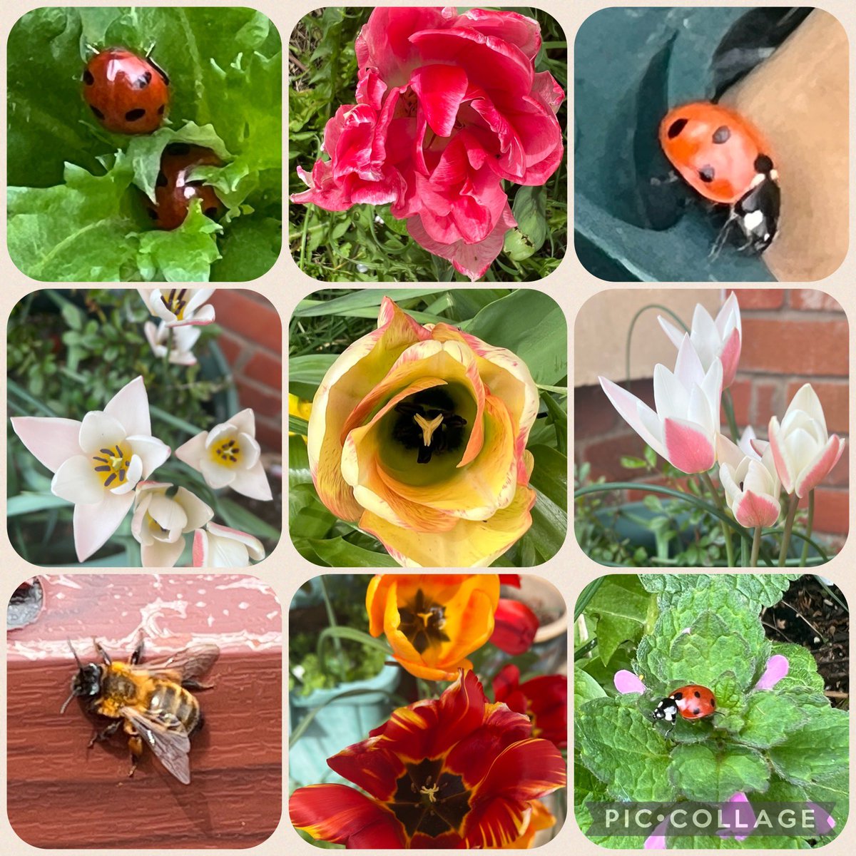 #FridayFlowers and #insects