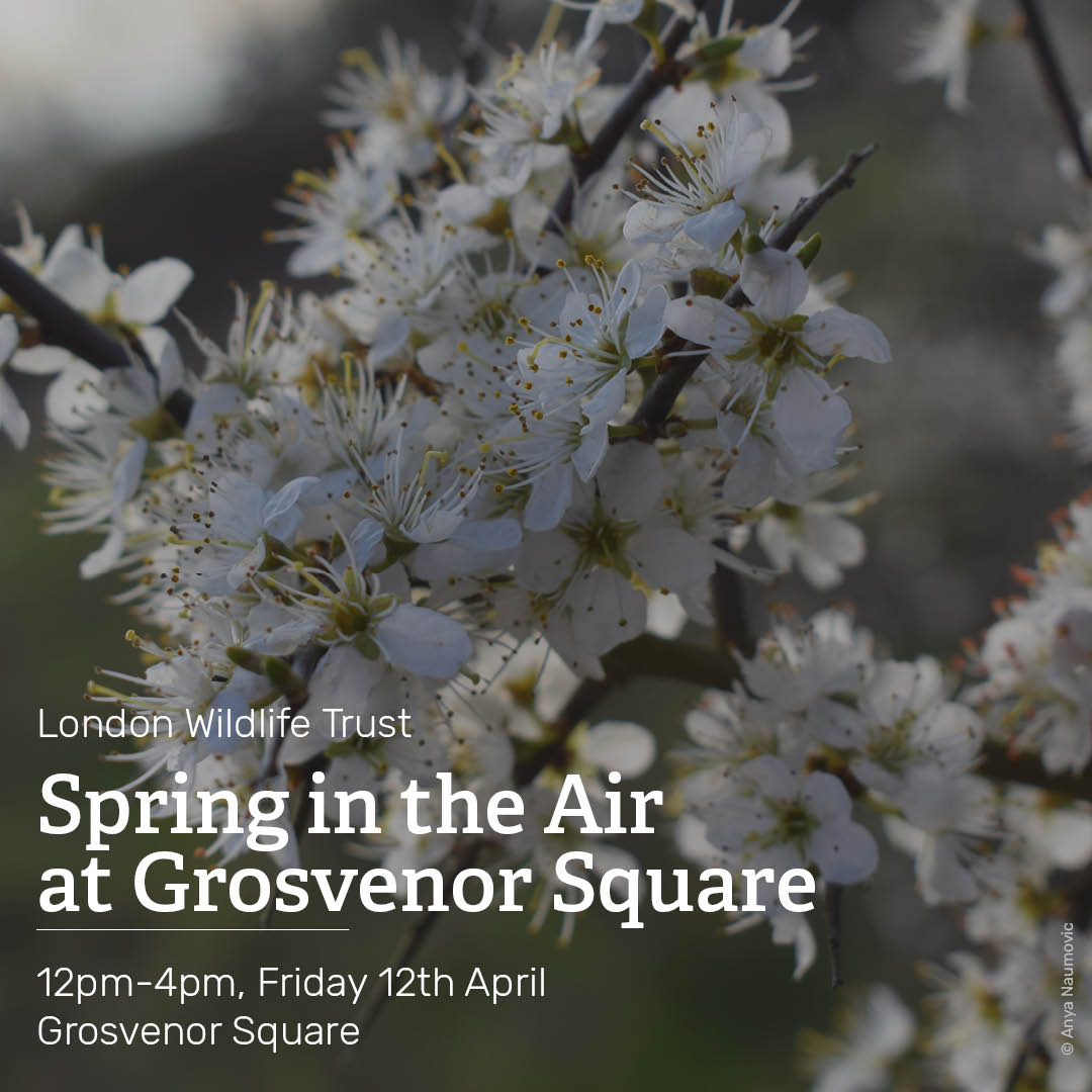 Come and celebrate the arrival of spring! On Friday 12th April from 12-4pm join @WildLondon for a free event in Grosvenor Square to welcome in the season and take part in nature craft workshops!  Everyone is welcome!
Book a craft session here bit.ly/43XQmDO