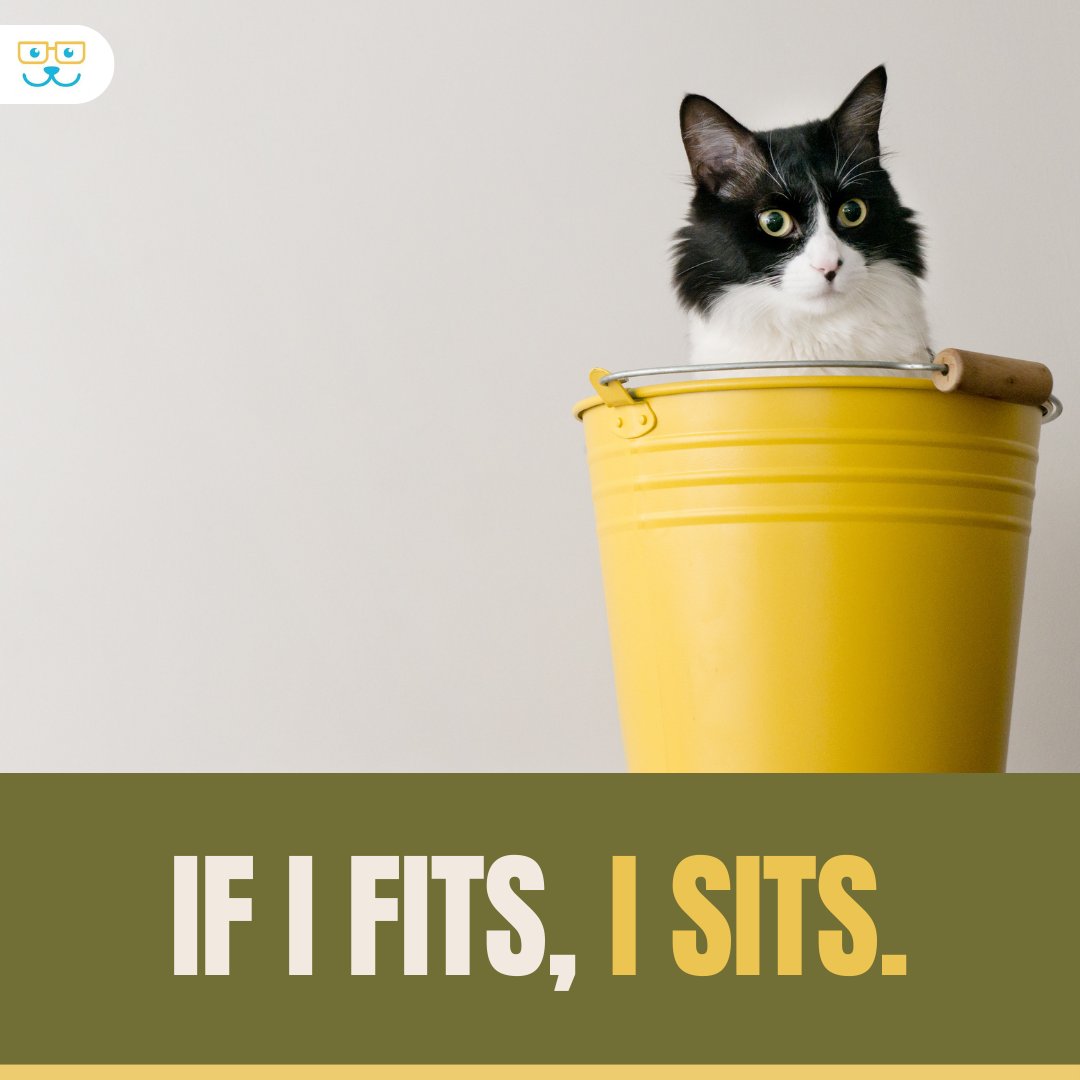 Boxes, buckets....wherever! 🐱📦 What's your cat's favorite weird spot to sit in? #vieravet #catmemes #catjokes #cathumor
