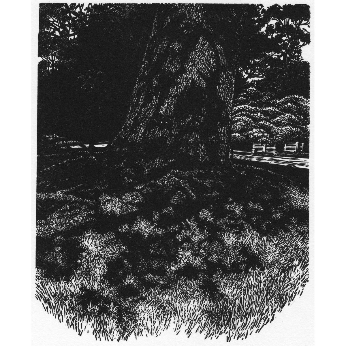Blaze Cyan - Dappled Oak at Petworth- from the 86th SWE Annual Exhibition at Northern Print in Newcastle until April 26th. Engravings are available from our website. societyofwoodengravers.co.uk #printmaking #woodengraving