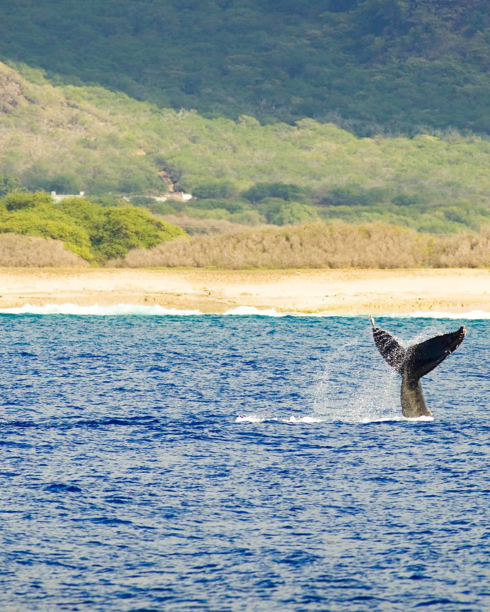 I Love Hawaii tweet media