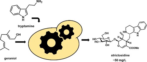 Big news from @BioPACIFIC_MIP at @cnsiatucla! They're boosting plant-based medicine production with a yeast-based platform, hitting ∼50 mg/L yield of strictosidine. Congrats to Yi Tang and the team at UCLA! 🌿💊🌿💊 Read more here: pubs.acs.org/doi/10.1021/ac…