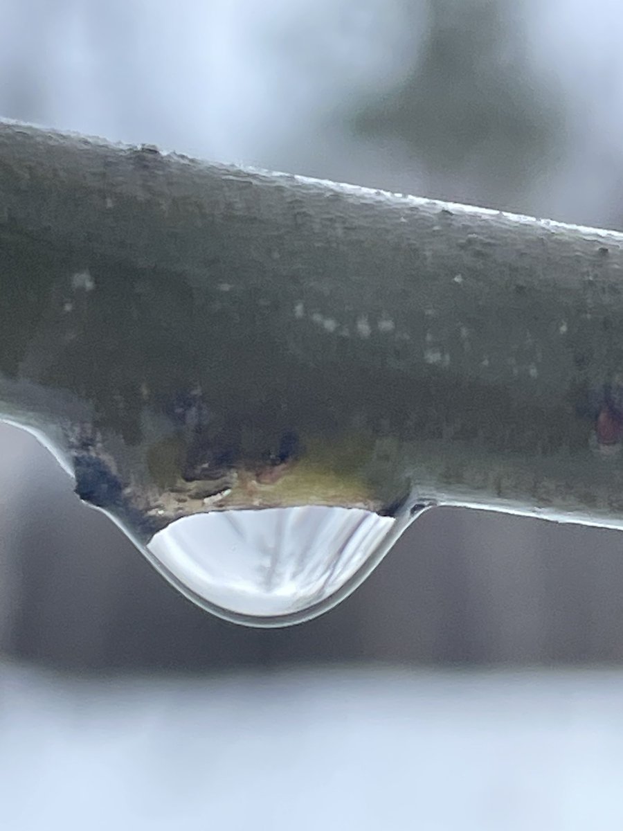 SellaHansen's tweet photo. @Anes101441292 …a wet day, it is spring ☔🌧️🌧️👋 https://t.co/55LT3hsprd