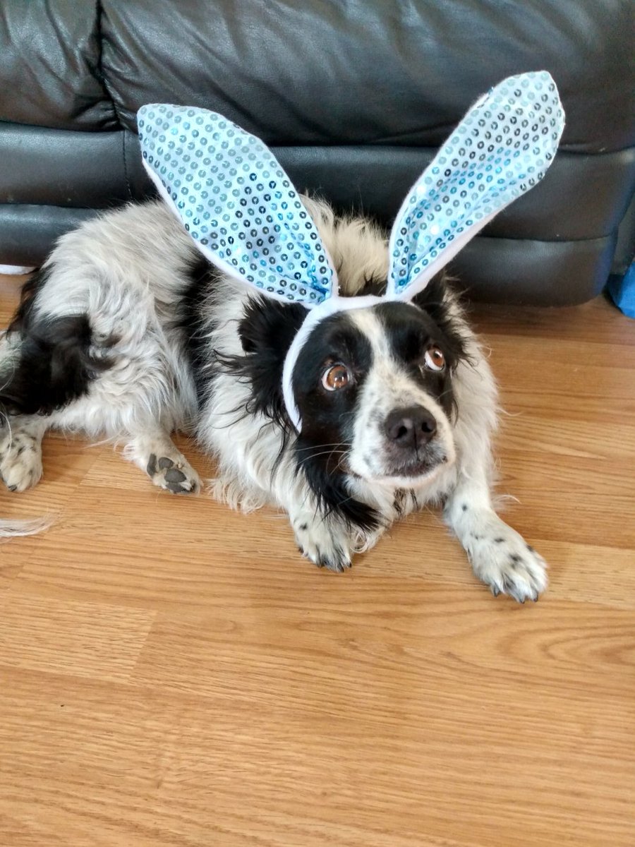 She tried to put the wabbit ears on me were not doing dis again muvver Pfft😠 So embarassin🙄 Definitely not Lookin atcha now #WontLookWednesday🐰🙈🤧❤️🐾