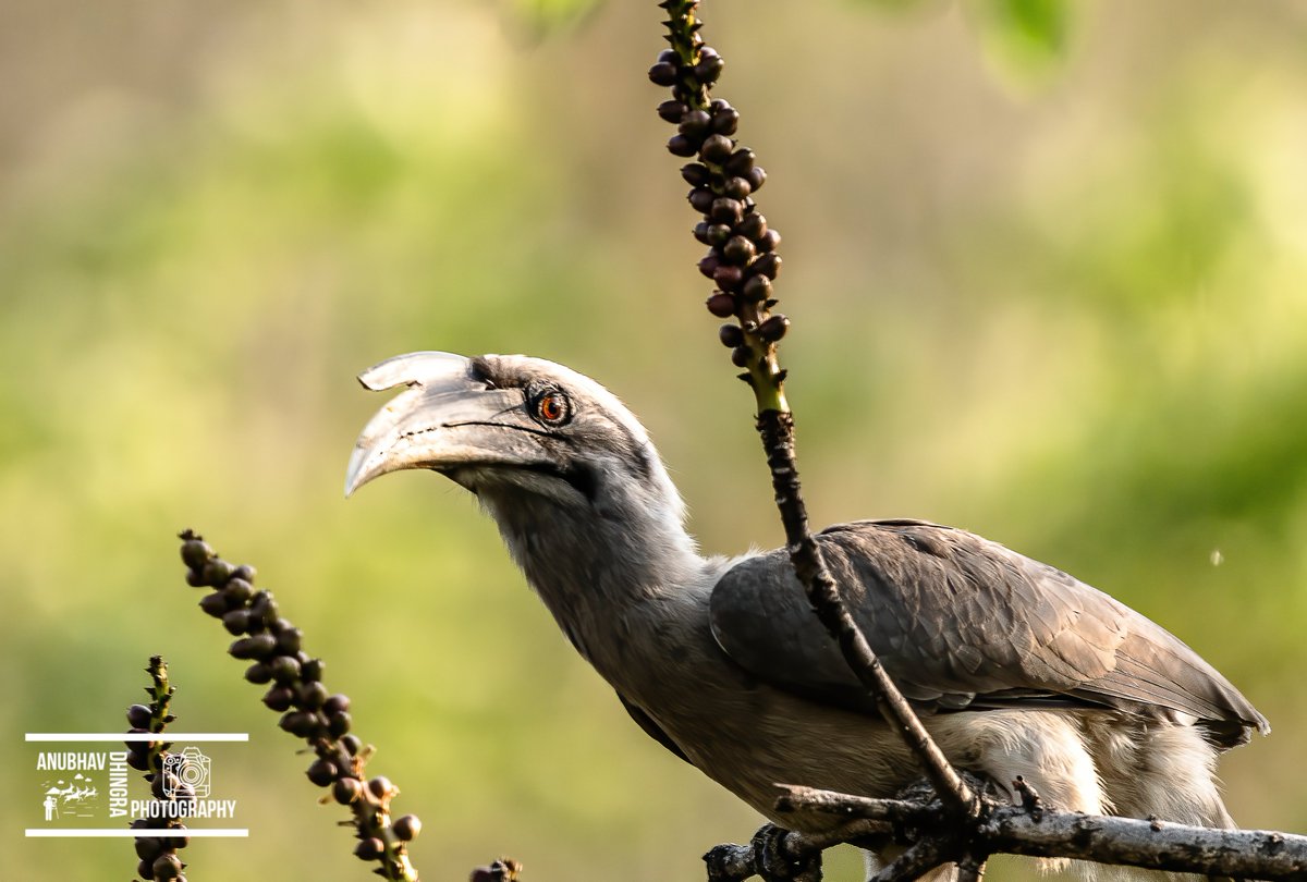 Indian Grey Hornbill, Dehradun
#birds #birdphotography #wildlifephotography #WorldPhotographyDay2023 #birdsofinstagram #discovertheworld #explore_wildlife #featured_wildlife #live_love_wildlife #ourplanet #birdwatching #birding
@IndiAves
#IndiAves
@indian_pitta