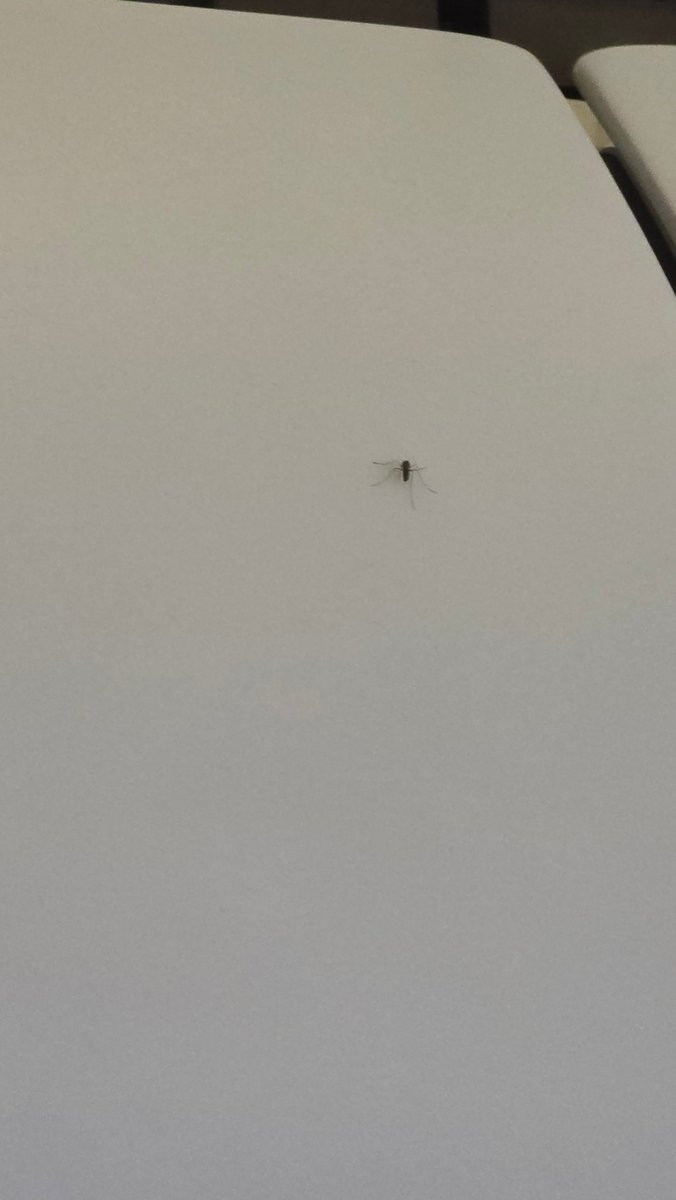 tigana2831's tweet image. Disappointed with my recent flight BOM TO SIN experience with @airvistara. The cabin was infested with mosquitoes, making the journey uncomfortable and unpleasant. This is unacceptable for the price paid for the ticket. #CustomerExperience #FlightIssues