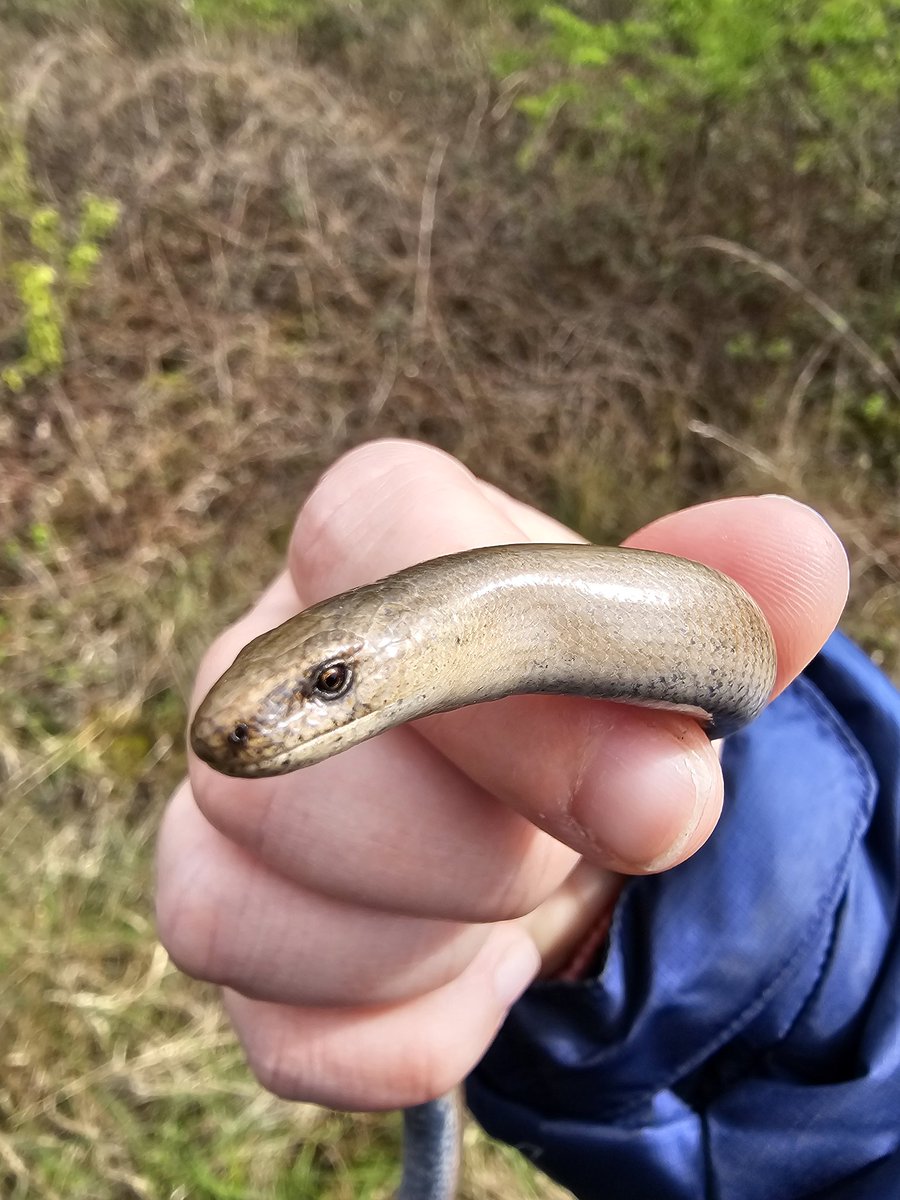 My second EVER slow worm. And it was in the middle of London 💚