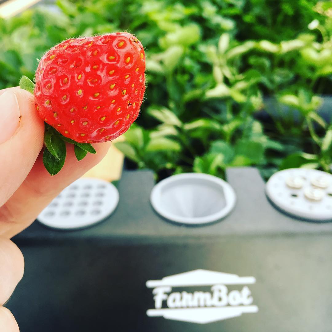 'Jemand nen paar #FarmBot #Erdbeeren? frisch vom itelligence_de Feld #yummster :) #BerlinDWM #OWLmeetup #farmbotnetwork' 📷 @probefahrer