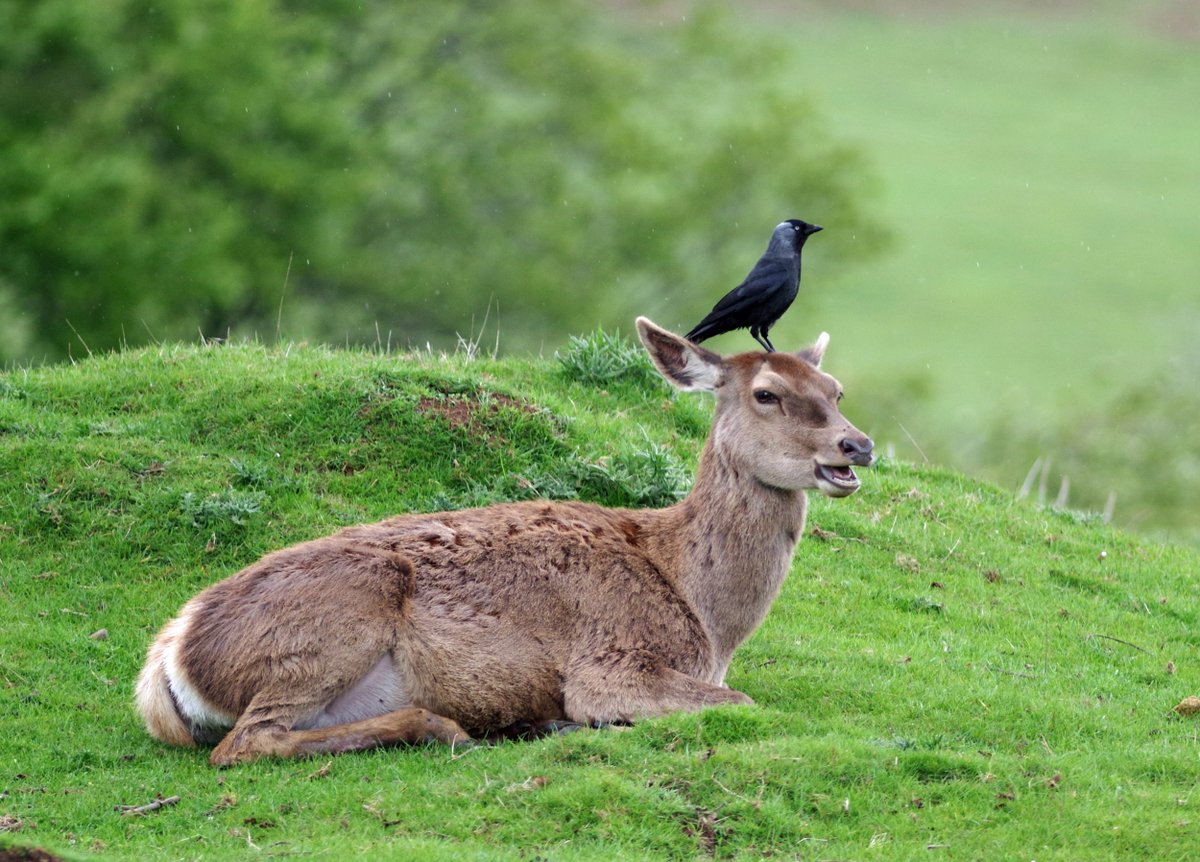 When you have unexpected company on a visit to your favourite place. Photo: Gillian Day