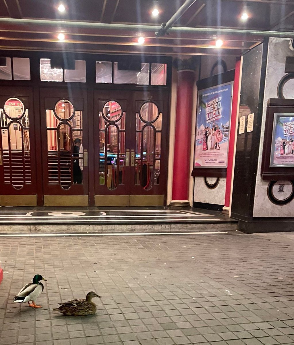 Last night we had some unexpected vistors! Maybe they thought the show was I Should Be So Ducky? 😅 🎟️ atgtix.co/3TQoRap 📅 Tue 9 Apr - Sat 13 Apr 2024 #IShouldBeSoLucky