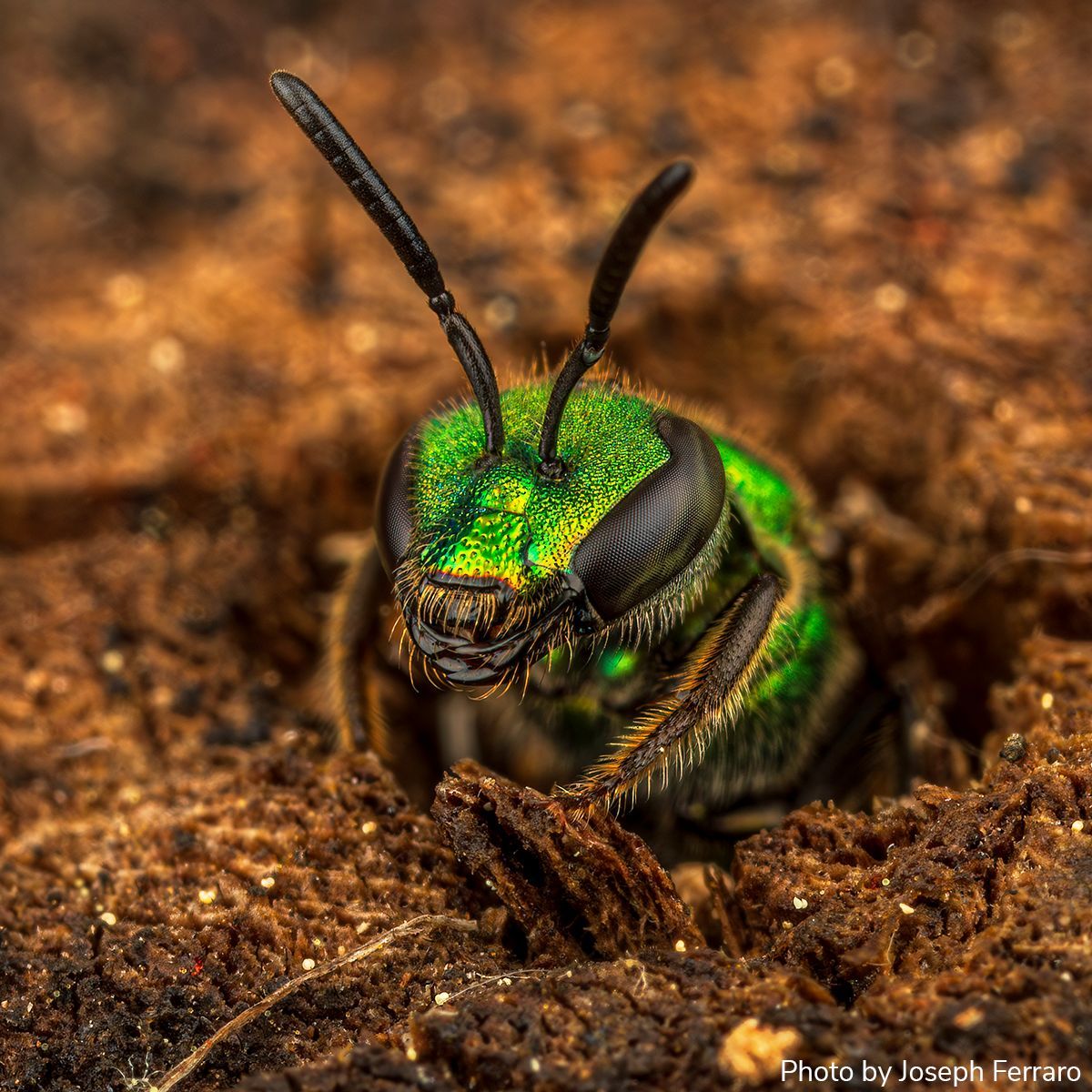 Arthropod Photo of the Week: April 10, 2024 Sweat bee Augochlora pura Hymenoptera: Halictidae By Joseph Ferraro (@Joseph_ferraro), Michigan, USA #arthropodPOTW